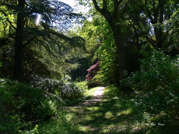 Bois des Moutiers (357) Mai 2012